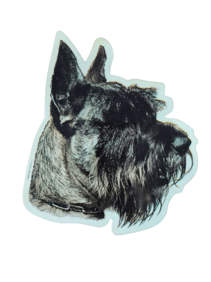 Schnauzer Miniatura Negro Pegatina