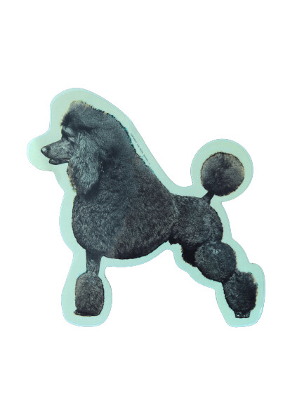 Caniche negro standar pegatina