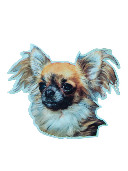 Chihuahua pelo largo Pegatina