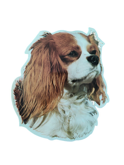 Cavalier King Charñes Pegatina