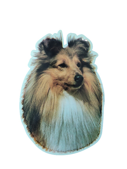 Shetland Sheepdog Pegatina