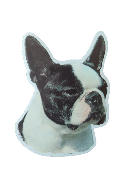Boston Terrier Pegatina