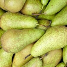Conference Pears(4 Pieces)