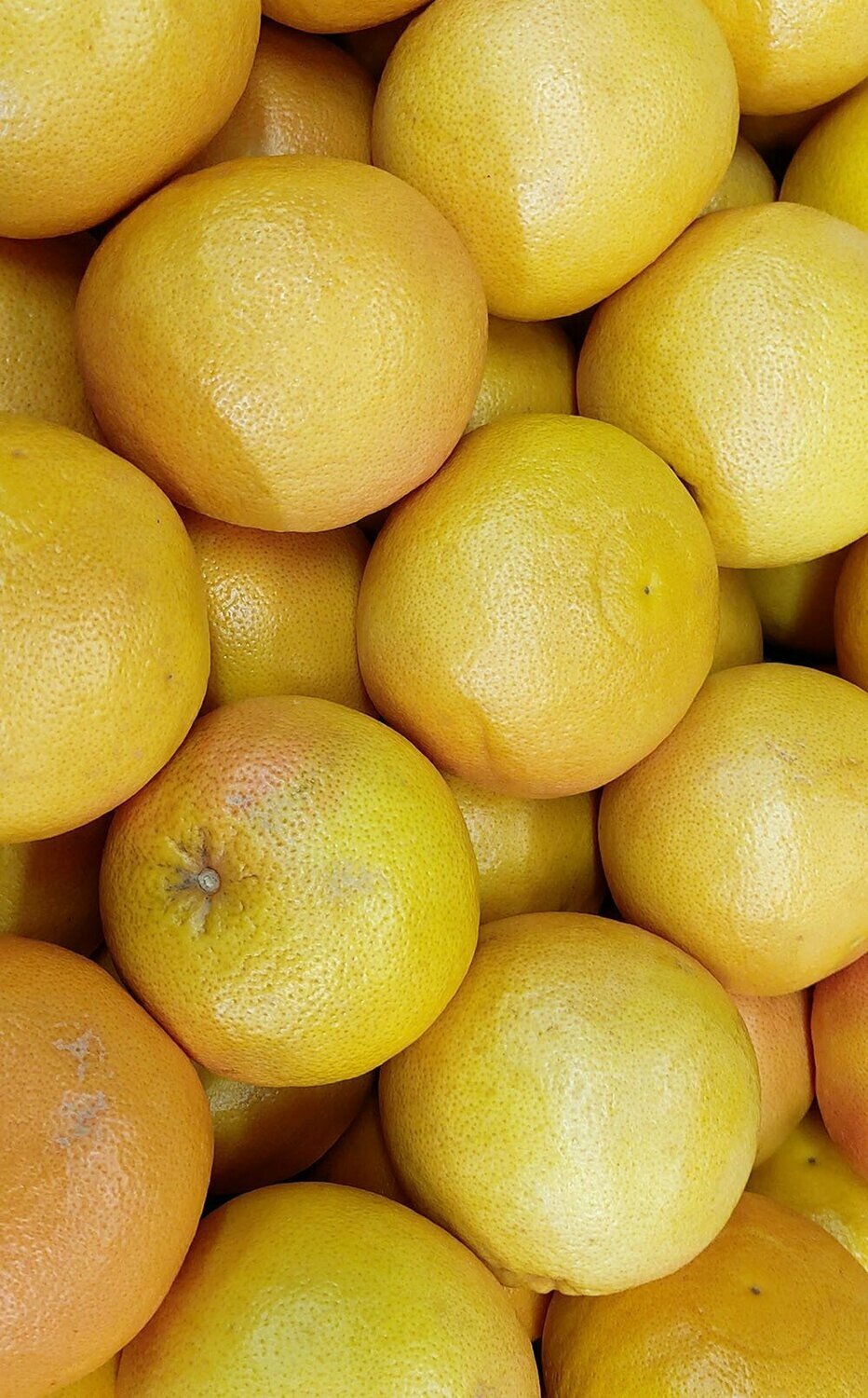 Pink Grapefruit per item
