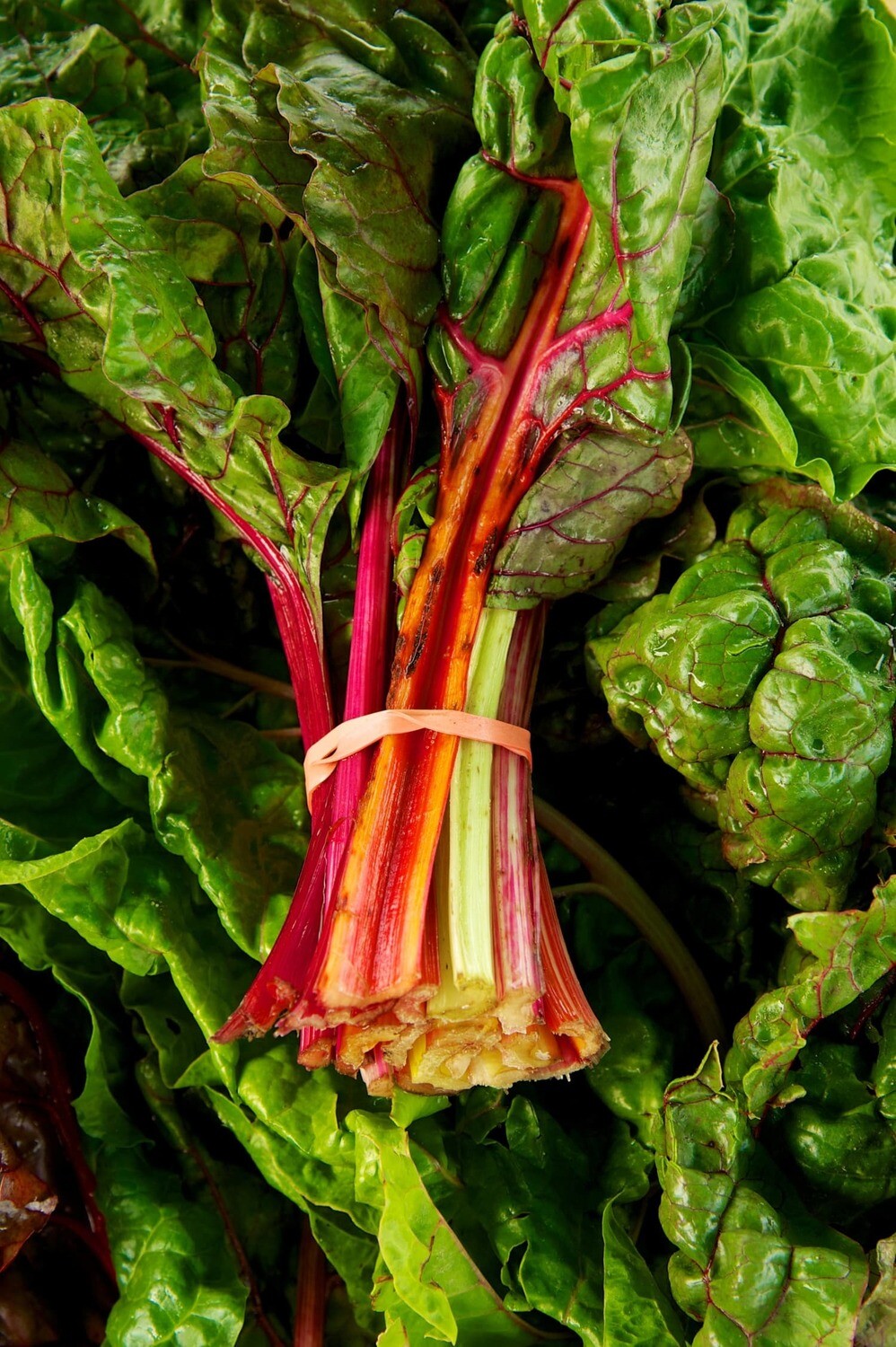 Rainbow Chard per pack