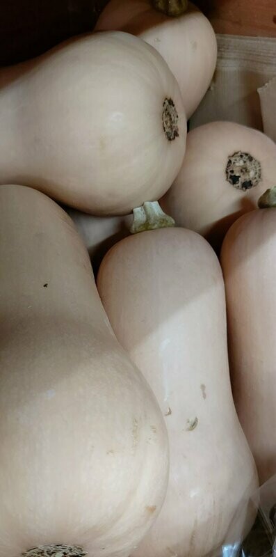 Butternut Squash per item