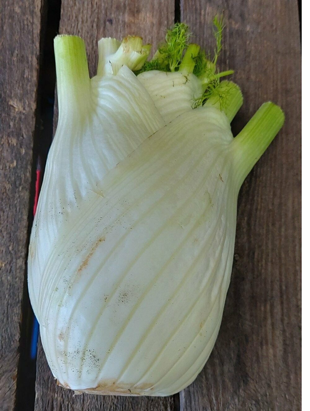 Fennel per item