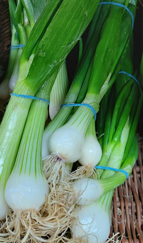 Spring Onions per bunch