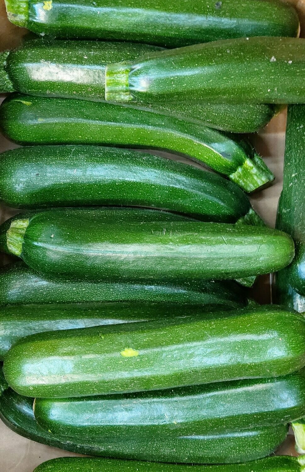 Courgette (each) Large