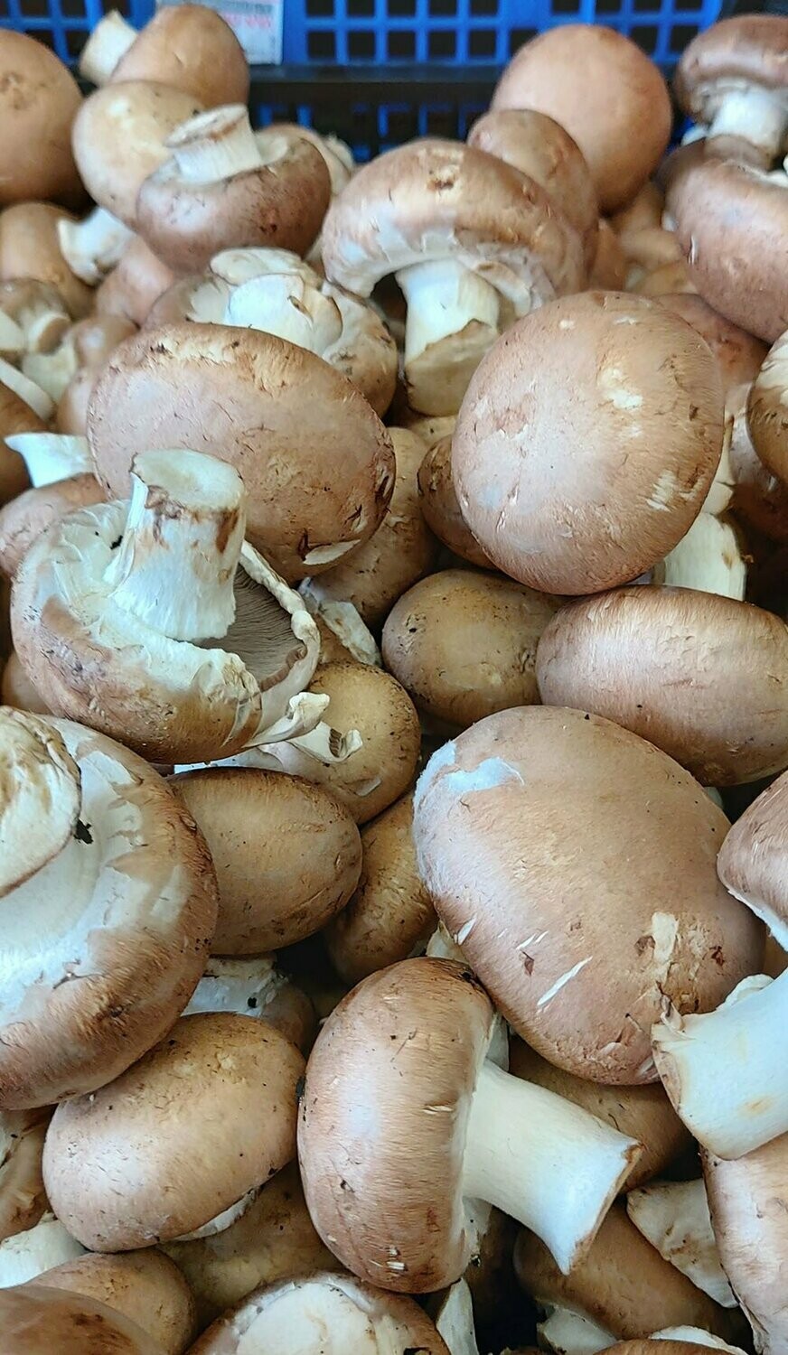 Chestnut Mushrooms 250g