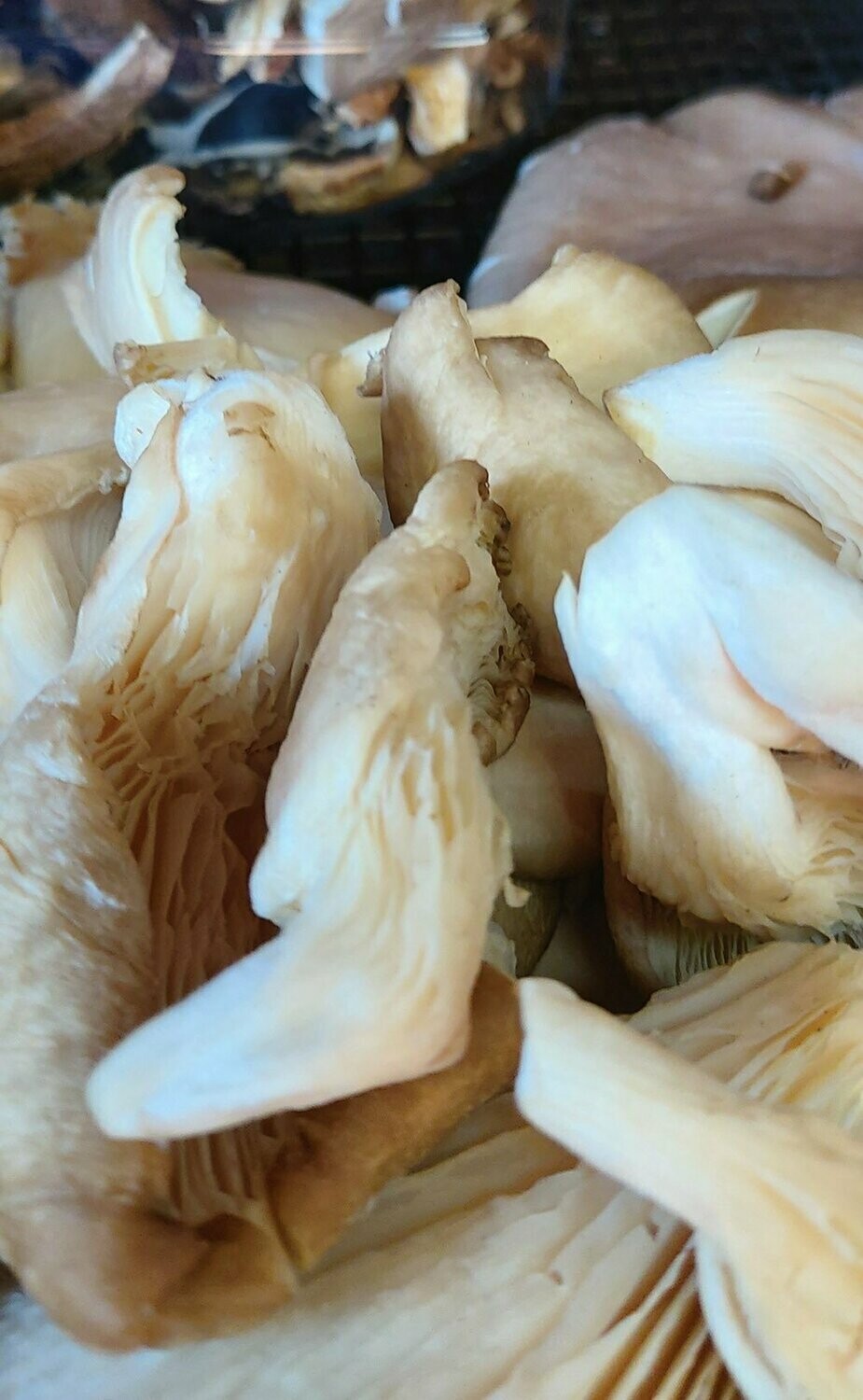 Oyster Mushrooms 250 g