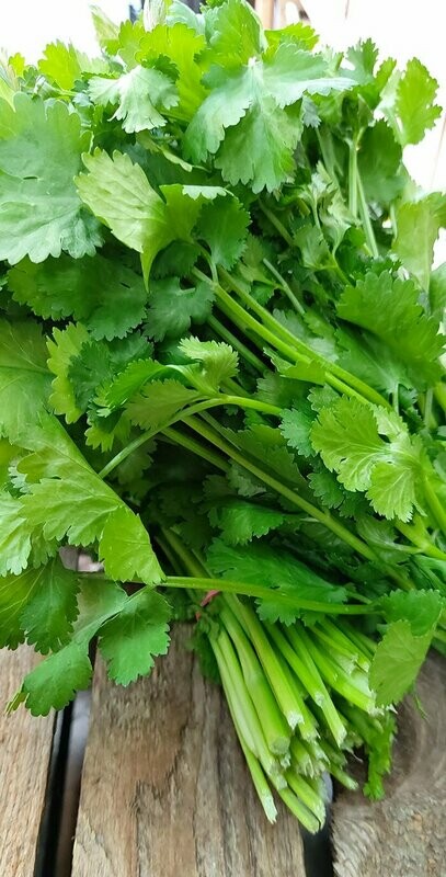 Flat Parsley bunch