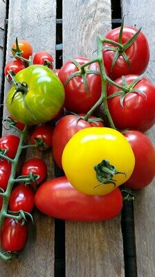 Tomatoes