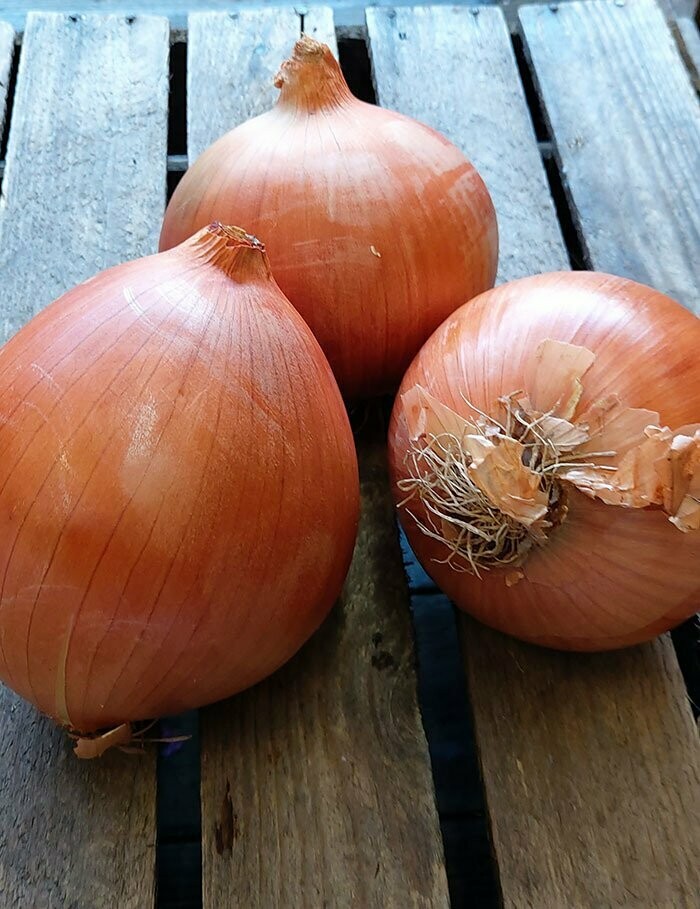 XL Spanish Onions per item