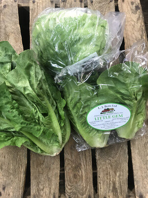 Lettuce