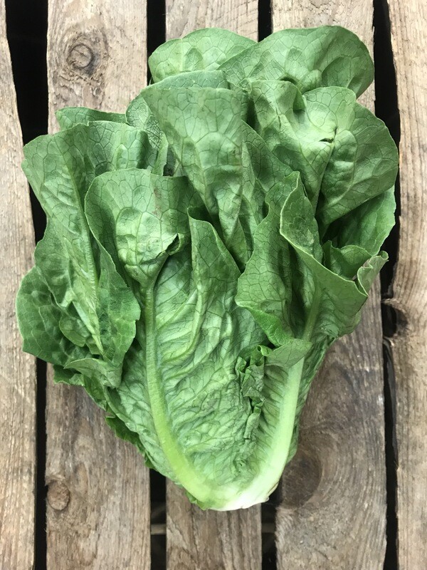 Cos Lettuce