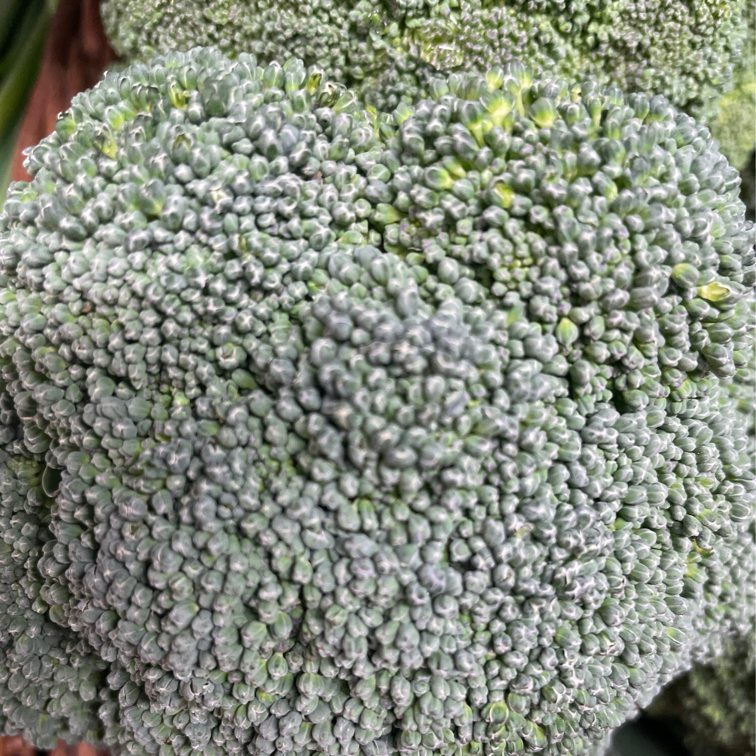 Broccoli LARGE per item