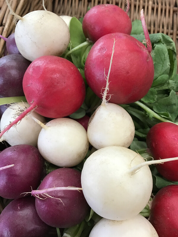 Rainbow Radish