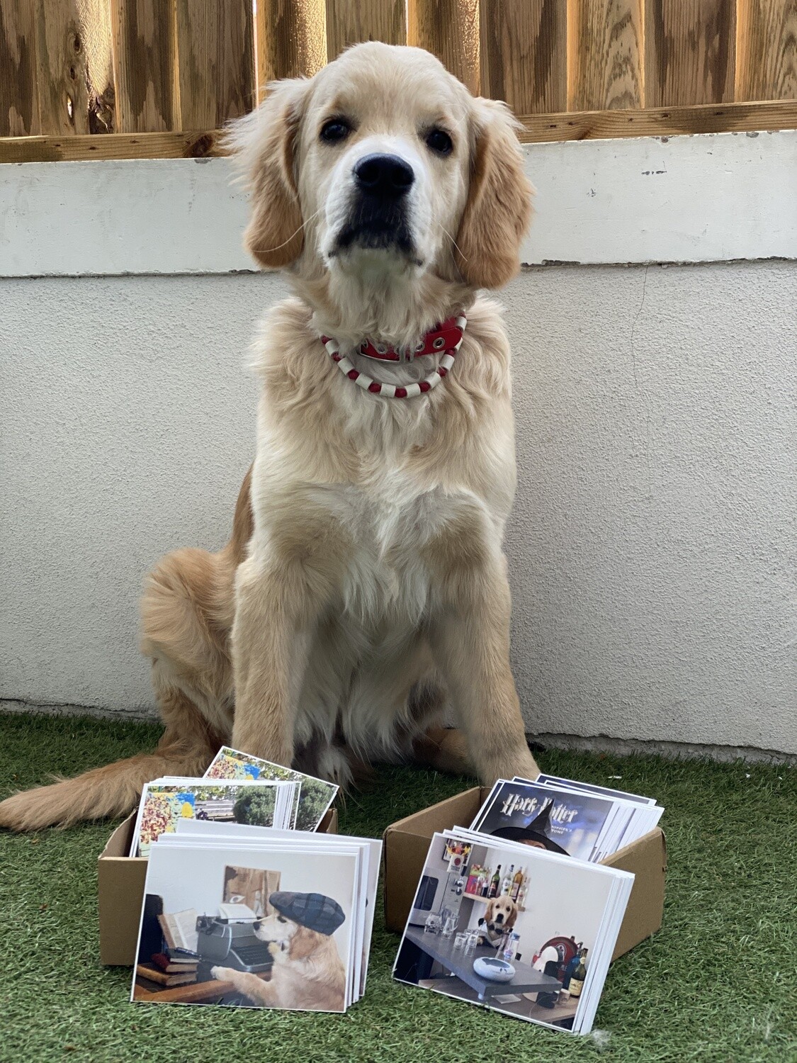 CARTE POSTALE (humoristique)