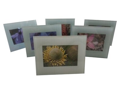 Australian Wildflowers - Framed Prints