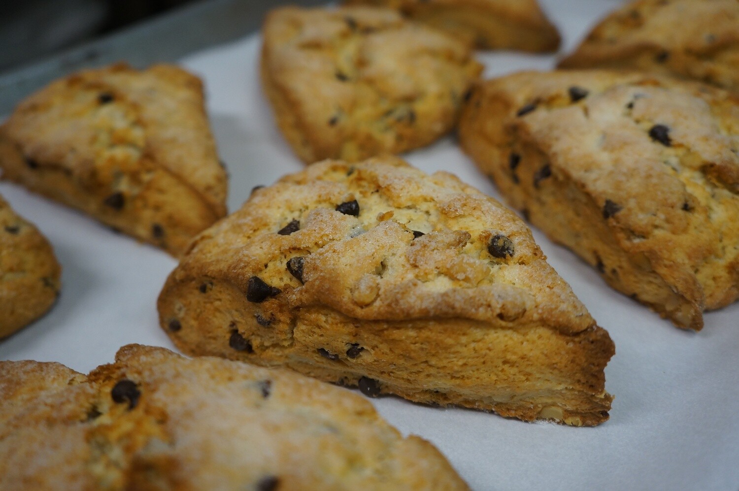 PASTRY - Chocolate Chip Walnut Scone - 6 count