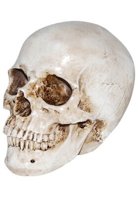 Realistic Resin Skull