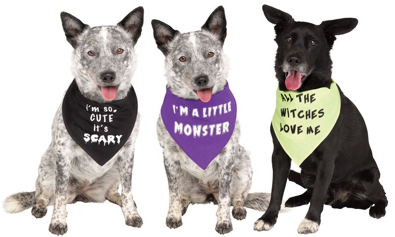 Pet Bandana