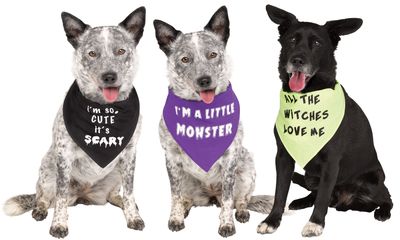 Pet Bandana