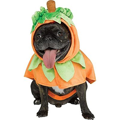 pumpkin pup
