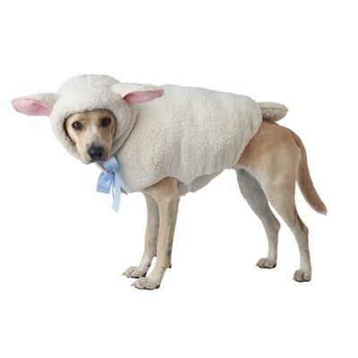 Sheep Dog