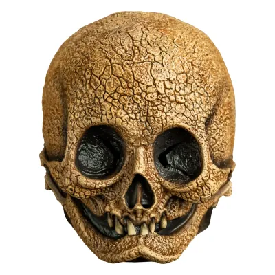 Cranial Skull TT196
