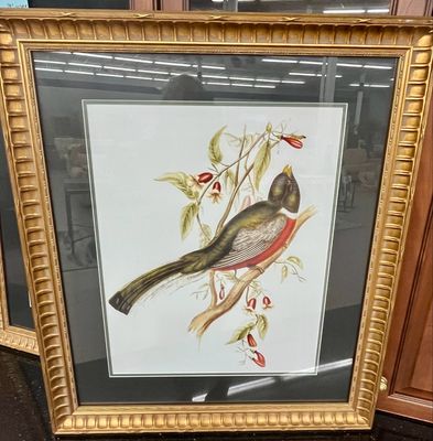 Copy of 19th Century Print of a Tropical Bird, 30” X 25”