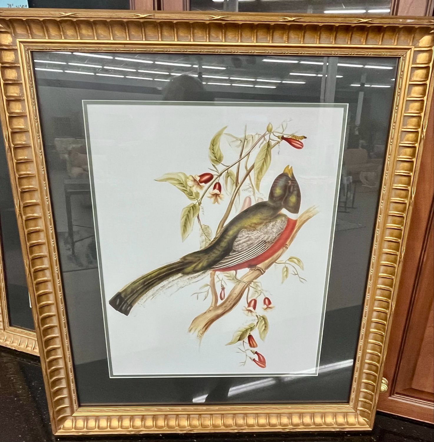 Copy of 19th Century Print of a Tropical Bird, 30” X 25”