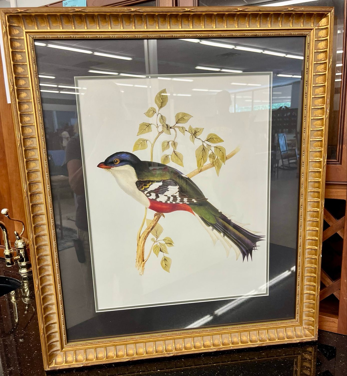 Trogon Temnurus from Tropical Birds, Copy of 19th Century Print by John Gould