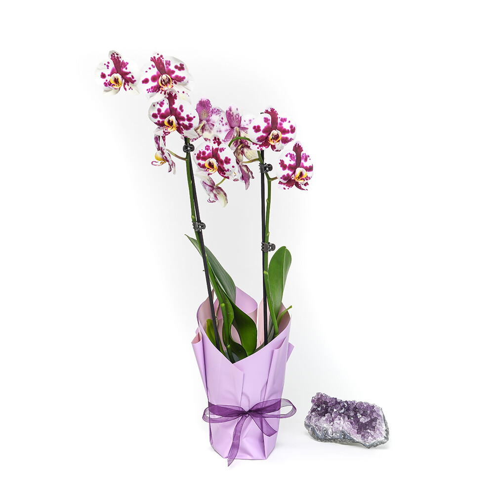 Double Orchid Floral Plant