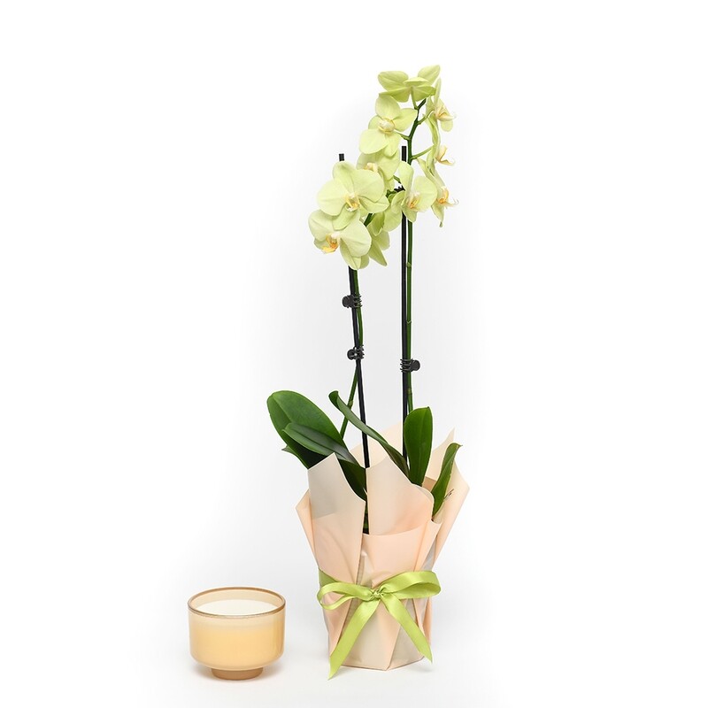 Single Orchid Arrangement