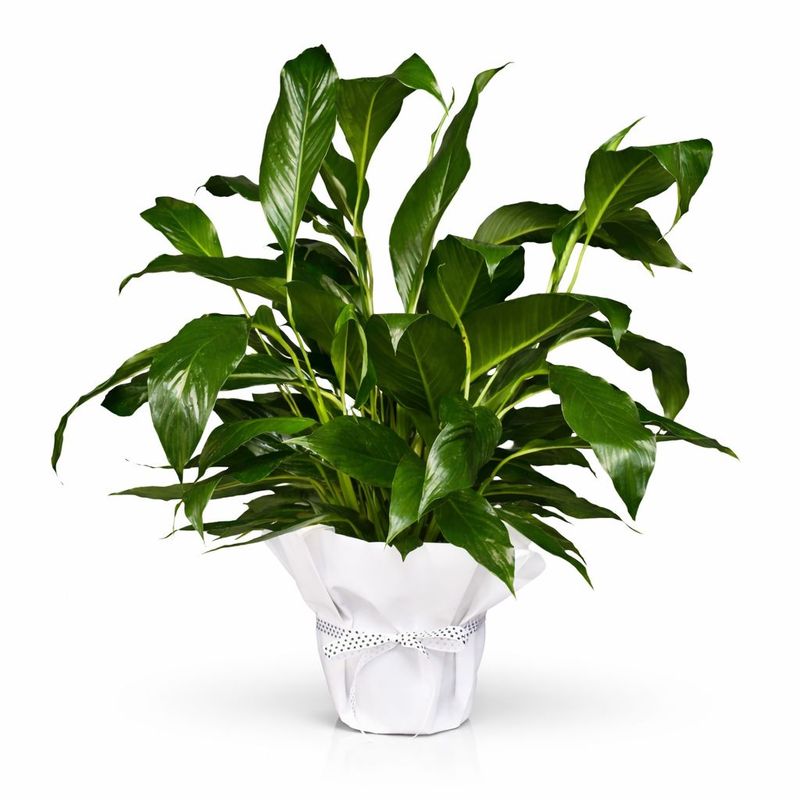 White Calming Peace Lily Plant