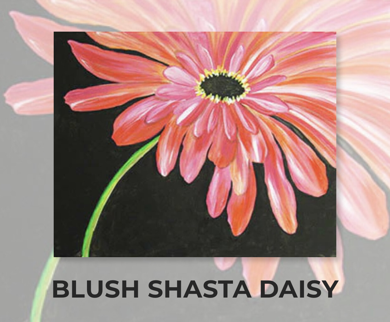 Blush Shasta Daisy ADULT Acrylic Paint On Canvas DIY Art Kit - 3 Week Special Order