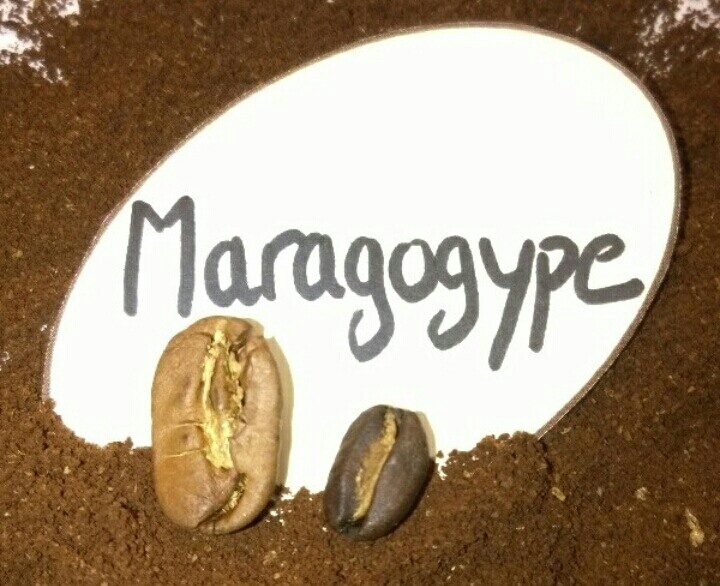 Arabica Nicaragua Maragogype