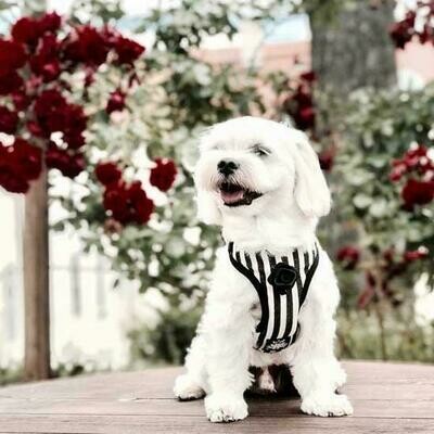 Striped Black & White Harnais