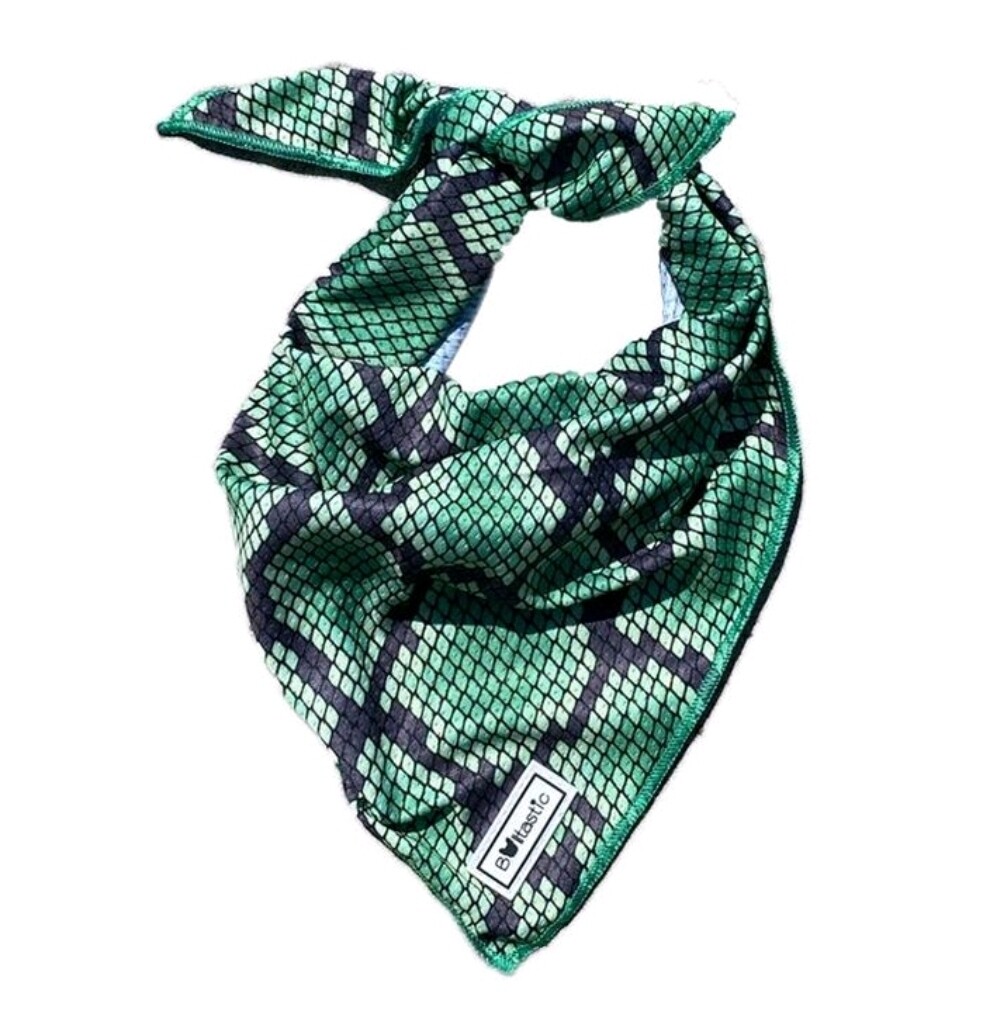 Bandana Green snake - Stock