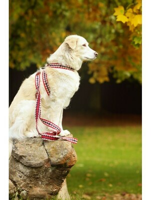 Harness Peruvian red arrow/flecha - Stock
