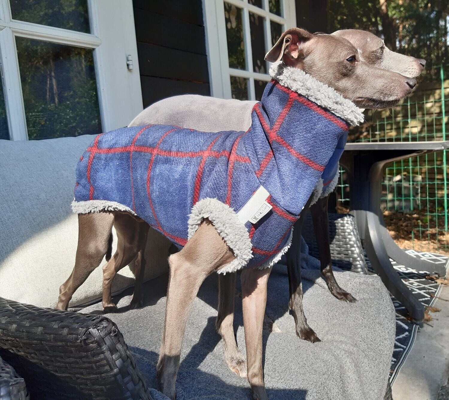 Tartan teddy sweater for sighthounds