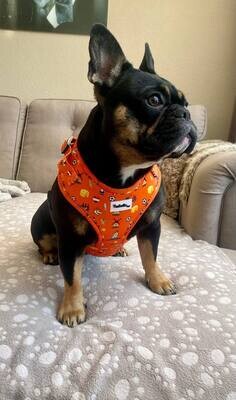 Dutchie harness or leash