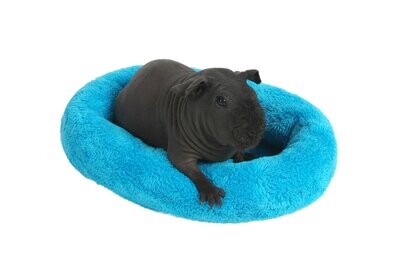 Bed for Rodents