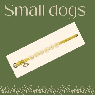 Small Dogs
