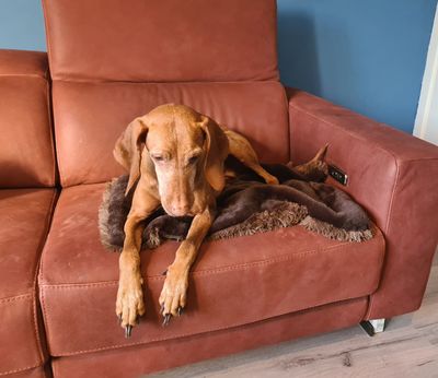 CozZzie Luxe (Blanket) Nergal - Stock