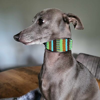 Blizz Il Mio Collar
