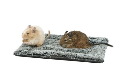 Cushion for Rodents Bob