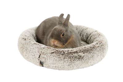Amelie for Rodents